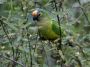 Day02 - 49 * Peach-fronted Parkeet